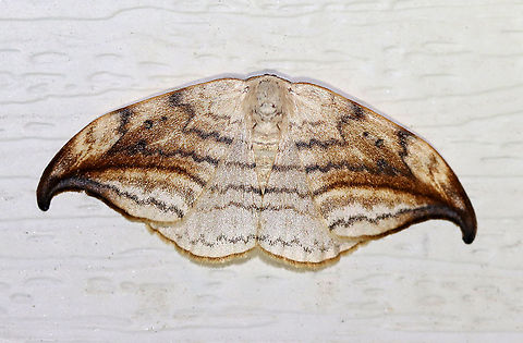 Arched Hooktip - Drepana arcuata Wingspan: ~ 40 mm. Rusty-edged subterminal line on hooked forewing curves toward the apex. Reniform spot has two dots.

Habitat: Attracted to a 395 nm LED light in a semi-rural area.

2020(18) Arched hooktip,Drepana,Drepana arcuata,Geotagged,Spring,United States,moth