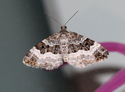 Common Carpet - Epirrhoe alternata Wingspan: ~25 mm. Forewing has AM and PM lines that are thickly edged with white. Subterminal and terminal areas are brownish.

Habitat: Attracted to a 395 nm LED light in a semi-rural area

2020(19)

*The red mark is my kids' schoolwork on our glass door. I use the door as a "chalkboard" that I write on with window crayons. I guess I should get my moth sheet up before the season ramps up! Common Carpet,Epirrhoe alternata,Geotagged,Spring,United States,moth