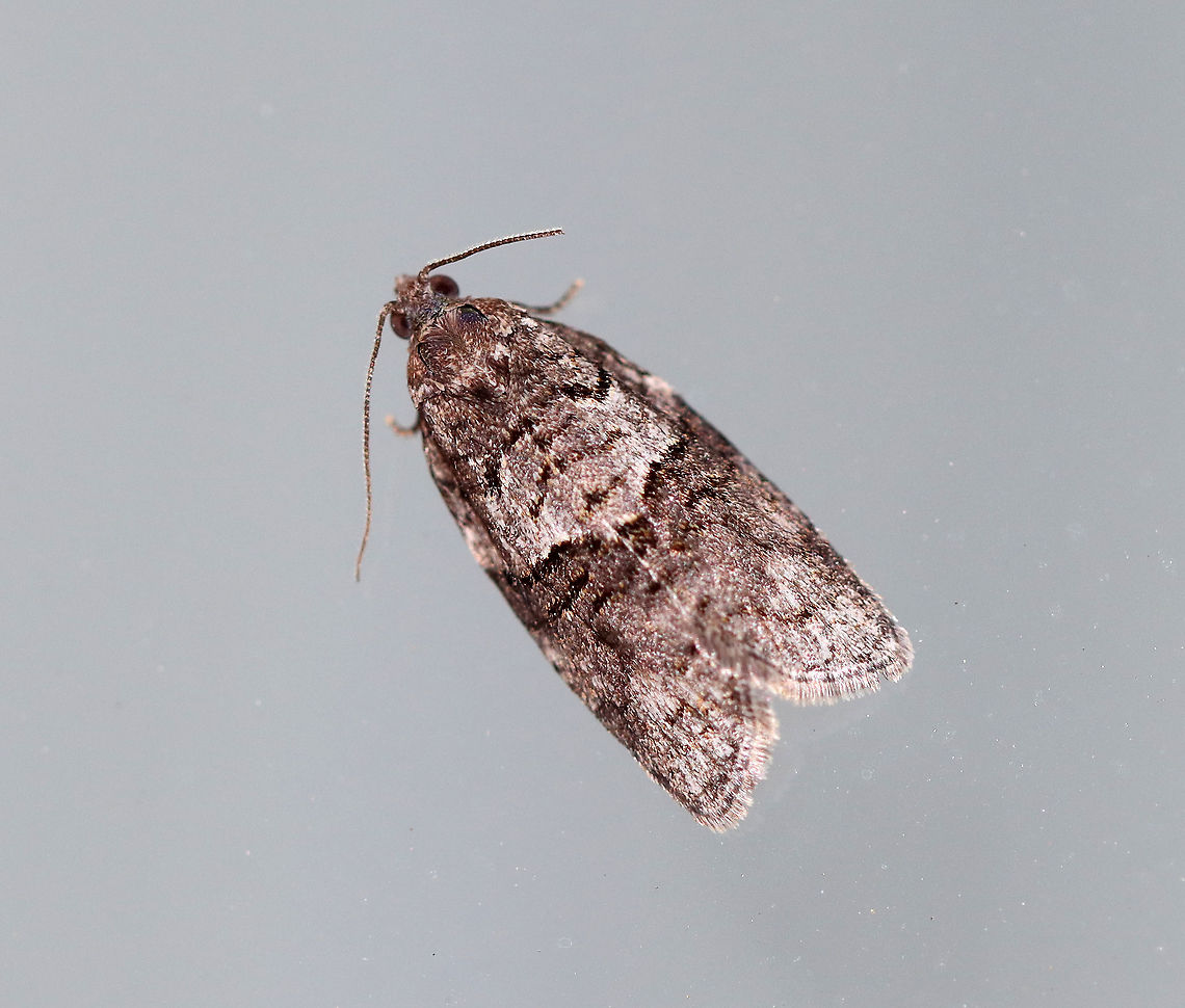 Black and Gray Banded Leafroller - Syndemis afflictana TL: ~ 10 mm. Silvery gray FW with contrasting black-edges pale gray median band.<br />
<br />
Habitat: Attracted to a 395 nm LED light in a semi-rural area<br />
<br />
2020(20) Geotagged,Gray leafroller,Spring,Syndemis,Syndemis afflictana,United States,moth