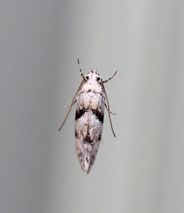 Stripe-backed Moth - Arogalea cristifasciella TL: ~5 mm. White FW with broad, black AM band that slants inward toward the inner margin.  <br />
<br />
Habitat: Attracted to a 395 nm light in a semi-rural area<br />
<br />
2020(21) Arogalea,Arogalea cristifasciella,Geotagged,Spring,Stripe-backed Moth,United States,moth