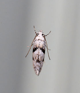 Stripe-backed Moth - Arogalea cristifasciella TL: ~5 mm. White FW with broad, black AM band that slants inward toward the inner margin.  

Habitat: Attracted to a 395 nm light in a semi-rural area

2020(21) Arogalea,Arogalea cristifasciella,Geotagged,Spring,Stripe-backed Moth,United States,moth