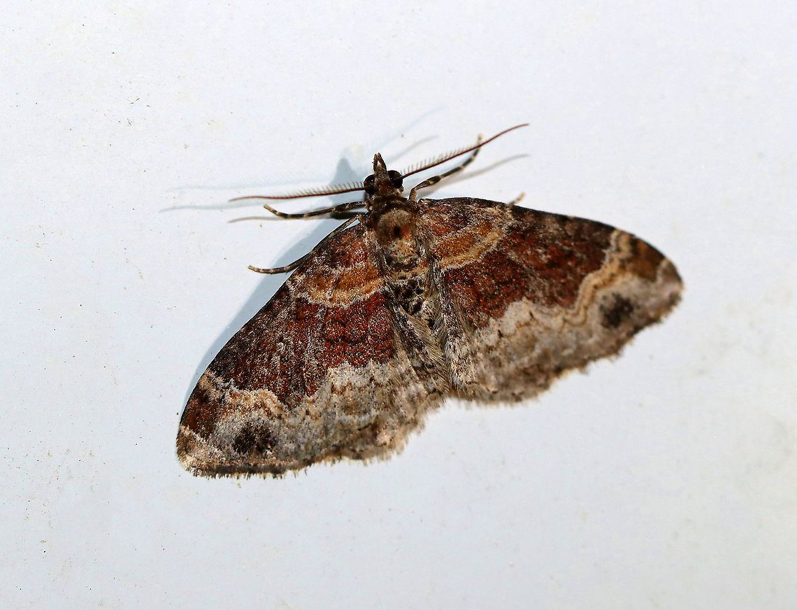 Red Twin-spot - Xanthorhoe ferrugata Total length: ~20 mm. Grayish brown forewings with reddish brown basal area and subapical patches. Wide median area is variably blackish or dark crimson. The outer subterminal area is accented with two black spots.<br />
<br />
Habitat: Attracted to a 395 nm light in a semi-rural area.<br />
<br />
2020(22) Dark-barred twin-spot carpet,Geotagged,Spring,United States,Xanthorhoe ferrugata,moth