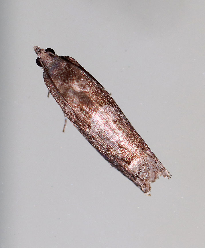 Bare-patched Leafroller - Pseudexentera spoliana TL: ~8mm<br />
<br />
Habitat: Attracted to a 395 nm light in a rural area<br />
<br />
2020(d) Bare-patched Leafroller,Geotagged,Pseudexentera,Pseudexentera spoliana,Spring,United States,leafroller,moth