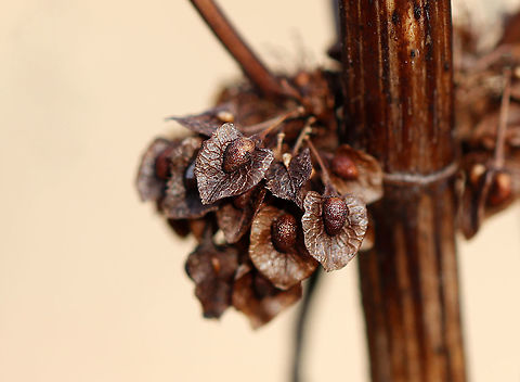 Curly Dock - Rumex crispus The winter remnants...

Habitat: Meadow Curly Dock,Geotagged,Rumex,Rumex crispus,United States,Winter,dock