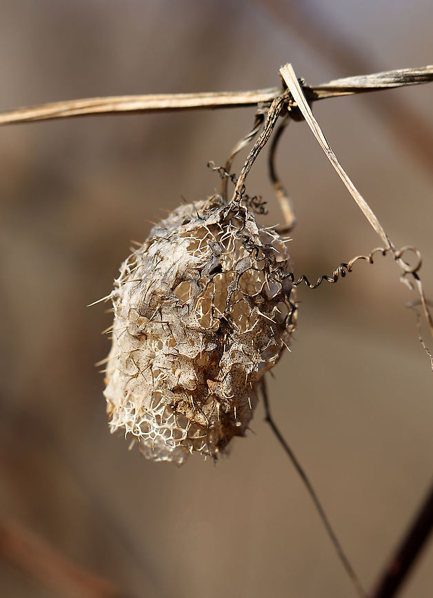 Wild Cucumber - Echinocystis lobata The fruit is a pod-like container that is covered with spines and holds 4 seeds. It kind of looks like a spiny watermelon. It turns papery brown as seeds ripen. Once ripe, the bottom of the pod opens up, dropping the seed to the ground.<br />
<br />
Habitat: Meadow Echinocystis,Echinocystis lobata,Geotagged,Prickly cucumber,United States,Winter,cucumber