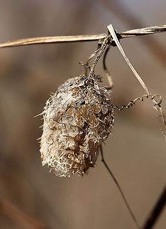 Wild Cucumber - Echinocystis lobata The fruit is a pod-like container that is covered with spines and holds 4 seeds. It kind of looks like a spiny watermelon. It turns papery brown as seeds ripen. Once ripe, the bottom of the pod opens up, dropping the seed to the ground.

Habitat: Meadow Echinocystis,Echinocystis lobata,Geotagged,Prickly cucumber,United States,Winter,cucumber