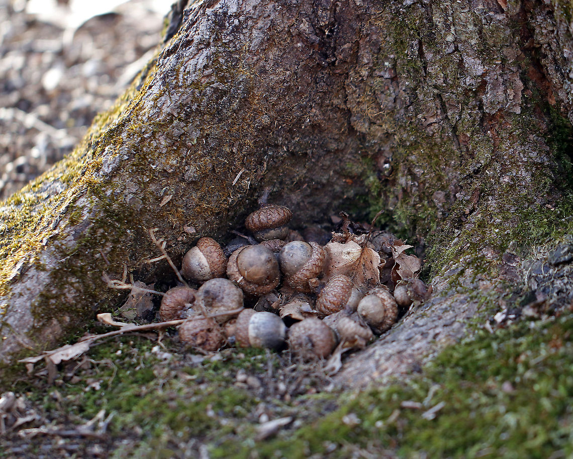 Acorn Cache Someone made a nice cache of acorns here...I&#039;m guessing a squirrel...or perhaps a mouse.<br />
<br />
Habitat: Deciduous forest Geotagged,United States,Winter,acorns,cache