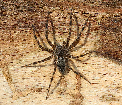 Dark Fishing Spider - Dolomedes tenebrosus Habitat: Under loose bark, streamside Dark Fishing Spider,Dolomedes,Dolomedes tenebrosus,Geotagged,United States,Winter,fishing spider,spider