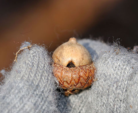 Deer Mouse (Peromyscus sp.) Sign on Acorn This is just speculation, but I suspect that the hole in this acorn was made by a deer mouse. They chew small holes in the acorn to extract acorn weevil larvae. They may or may not eat the rest of the acorn. In this case, it was not eaten.

Habitat: Deciduous forest Geotagged,Peromyscus,United States,Winter,acorn,deer mouse,deermice