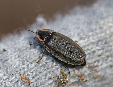 Winter Firefly - Ellychnia corrusca This firefly is exhibiting reflexive bleeding: it bleeds white liquid from its elytra when disturbed.

Habitat: Tree trunk in a deciduous forest Ellychnia corrusca,Geotagged,United States,Winter,Winter Firefly,firefly,reflexive bleeding