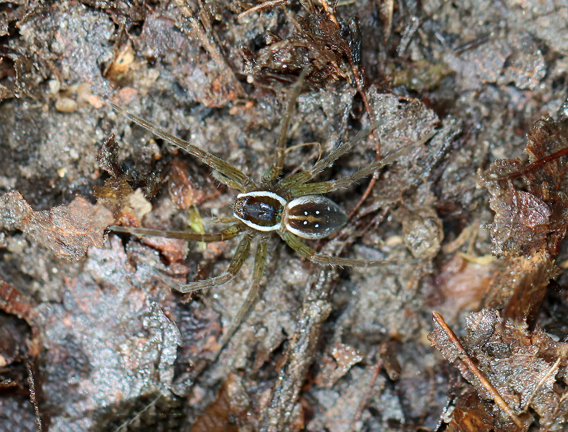 Six-spotted Fishing Spider - Dolomedes triton Habitat: I accidentally caught this spider in my net this morning. It must have been &quot;fishing&quot; along the edge of the pond. Dolomedes,Dolomedes triton,Geotagged,Six-spotted fishing spider,Spring,United States,fishing spider,spider