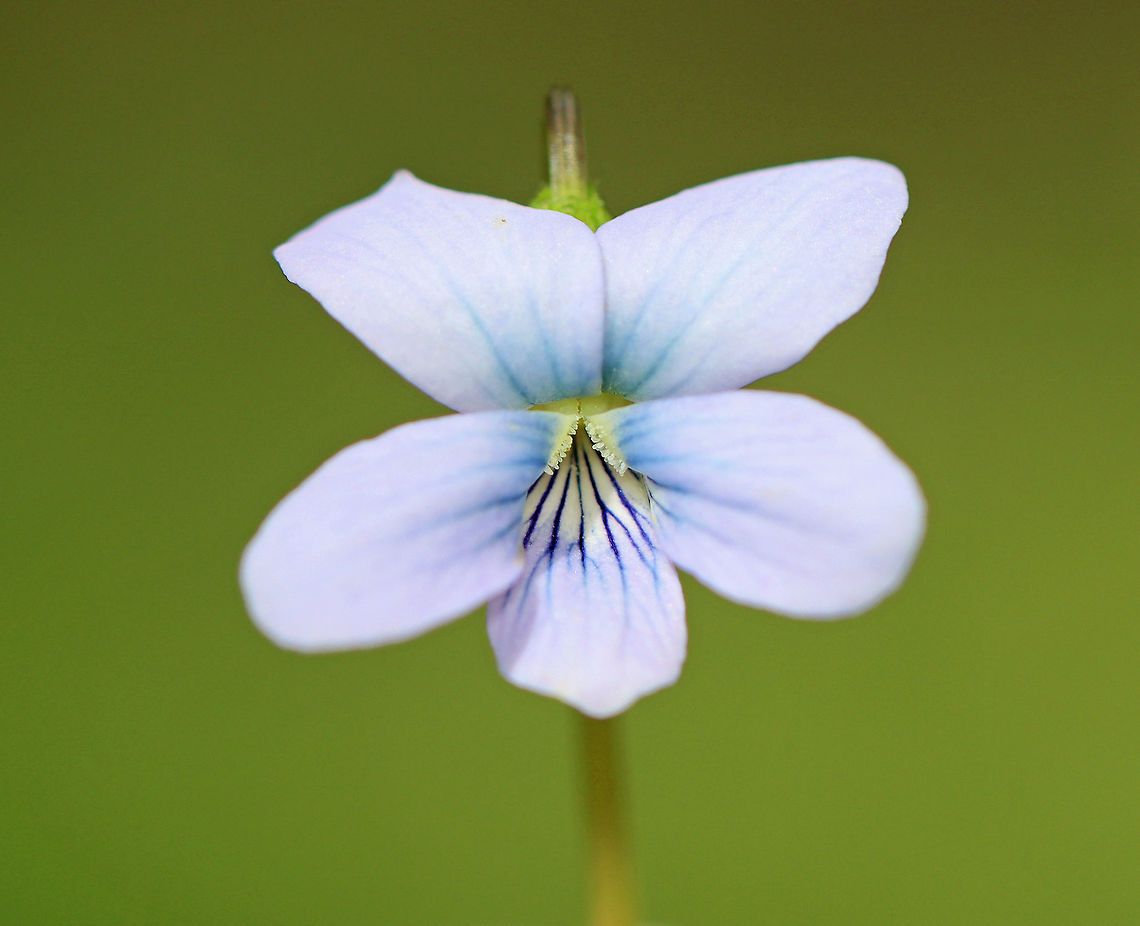 Wood Violet - Viola sororia This violet was really pretty - the petals were a very subtle lavender with blue streaks near the center.<br />
<br />
Habitat: Mixed forest edge Common Blue Violet,Geotagged,Spring,United States,Viola,Viola sororia,violet,wood violet