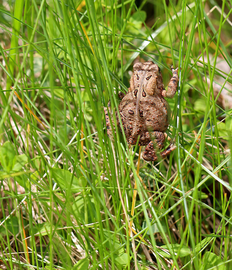 American toad - Anaxyrus americanus This toad was odd. We found it stuck in a steep ditch on the side of a dirt road. It kept trying to climb out of the ditch, but would ultimately fall all the way back down. And, again...over and over. So, we rescued it and put it in some tall grass on the side of the road. Then, we watched as it tried to climb up the grass, over and over...<br />
<br />
The coloring and pattern is variable in this species. Their skin color can change depending on habitat, humidity, stress, and temperature. Its parotoid glands were the same color as the surrounding skin.<br />
<br />
Habitat: Rural, dirt road American toad,Anaxyrus americanus,Geotagged,Spring,United States,toad