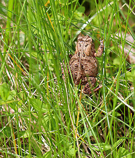 American toad - Anaxyrus americanus This toad was odd. We found it stuck in a steep ditch on the side of a dirt road. It kept trying to climb out of the ditch, but would ultimately fall all the way back down. And, again...over and over. So, we rescued it and put it in some tall grass on the side of the road. Then, we watched as it tried to climb up the grass, over and over...

The coloring and pattern is variable in this species. Their skin color can change depending on habitat, humidity, stress, and temperature. Its parotoid glands were the same color as the surrounding skin.

Habitat: Rural, dirt road American toad,Anaxyrus americanus,Geotagged,Spring,United States,toad