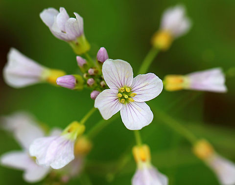 Cuckoo Flower - Cardamine pratensis White flowers with 4 petals and 6 stamens and alternate leaves.

It gets its common name from this explanation from herbalist John Gerard: "These floure for the most part in Aprill and May, when the Cuckow begins to sing her pleasant notes without stammering." Cardamine,Cardamine pratensis,Cuckooflower,Geotagged,Spring,United States,cuckoo flower