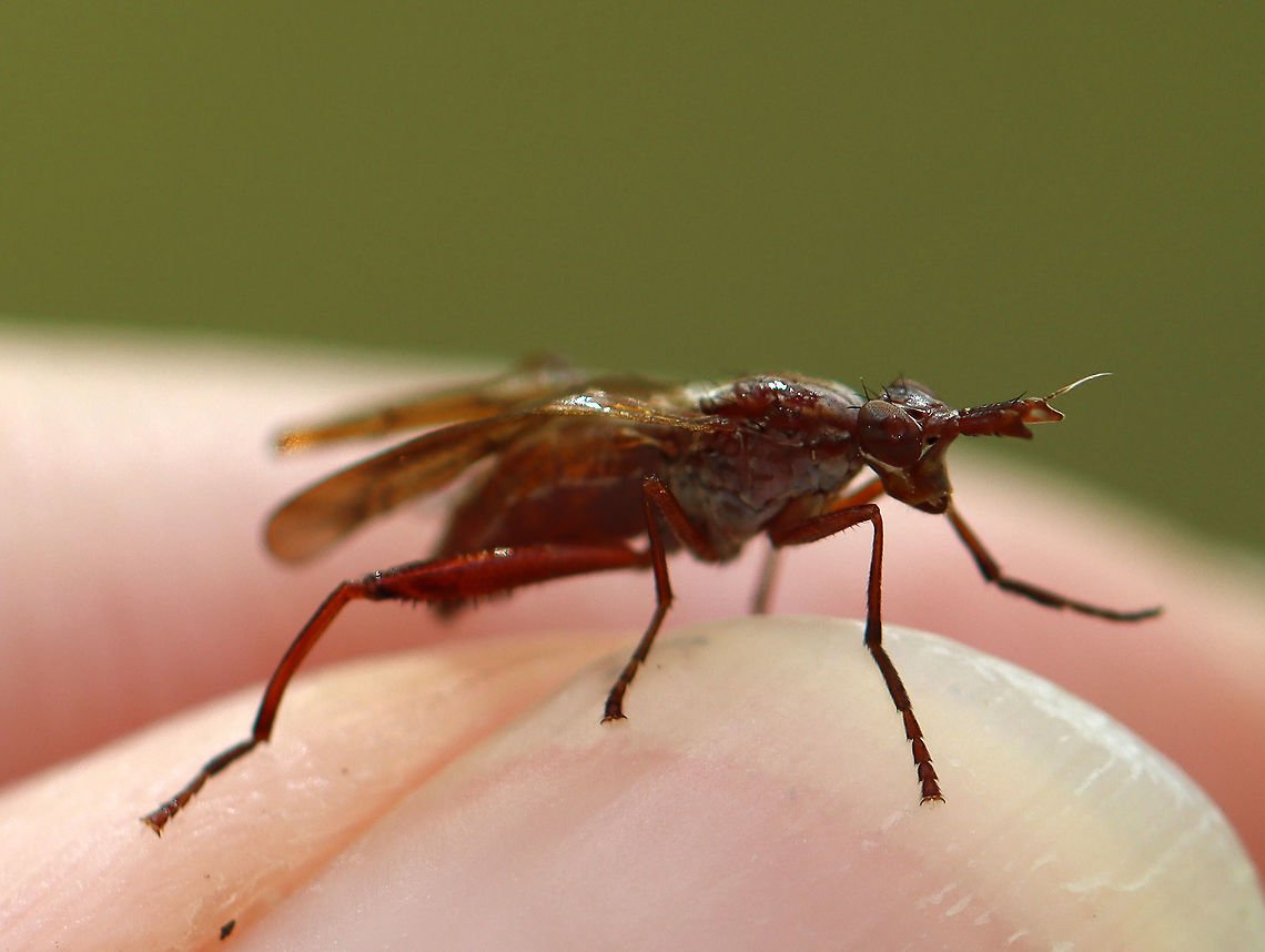 Snail-killing Fly - Sepedon fuscipennis Sorry for the bad quality! My son handed me this fly this morning before I had my camera and flash ready. It only stayed on my finger long enough to get a few bad shots.<br />
<br />
This is a snail-killing fly! The larvae feed on aquatic snails.<br />
<br />
Habitat: Woodland pond edge Geotagged,Sepedon,Sepedon fuscipennis,Spring,United States,fly,marsh fly,snail-killing fly