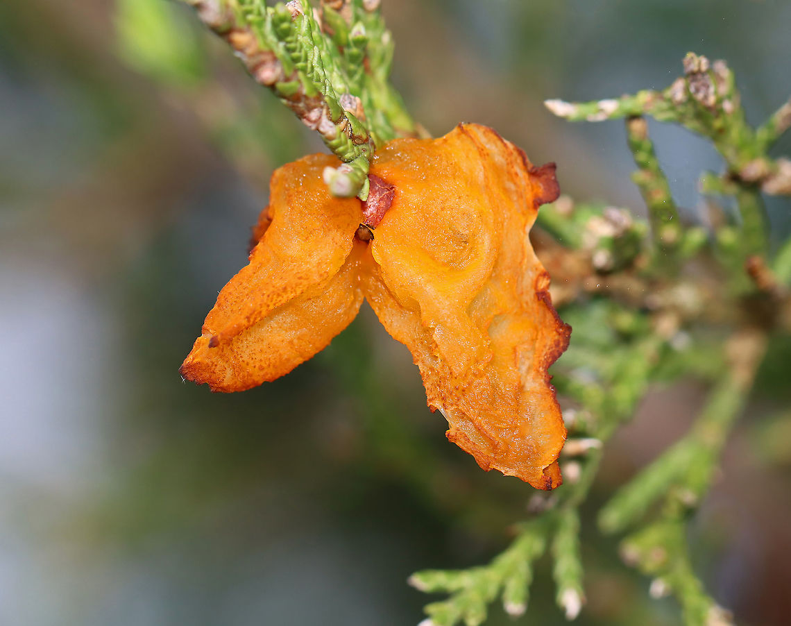 Cedar-apple Rust - Gymnosporangium juniperi-virginianae Gymnosporangium juniperi-virginianae literally means &quot;naked spore-bearer of the eastern juniper tree.&quot; It&#039;s a heteroecious rust, which means that it requires two species of plants to complete its life cycle. Those two species of plants are: the eastern red cedar (Juniperus virginianus) and apple trees (Malus sylvestris). It&#039;s also an obligate pathogen, so it can&#039;t live without those hosts. It has four different stages, the most impressive of which is the orange teliospore stage because this is when the gall sprouts gelatinous, orange horns that look like tentacles. Pretty impressive. To further add to its coolness, each gelatinous spore horn is actually composed of hundreds of two-celled teliospores.<br />
<br />
Habitat: Suburban area Cedar-apple Rust,Geotagged,Gymnosporangium,Gymnosporangium juniperi-virginianae,Spring,United States,fungus,rust