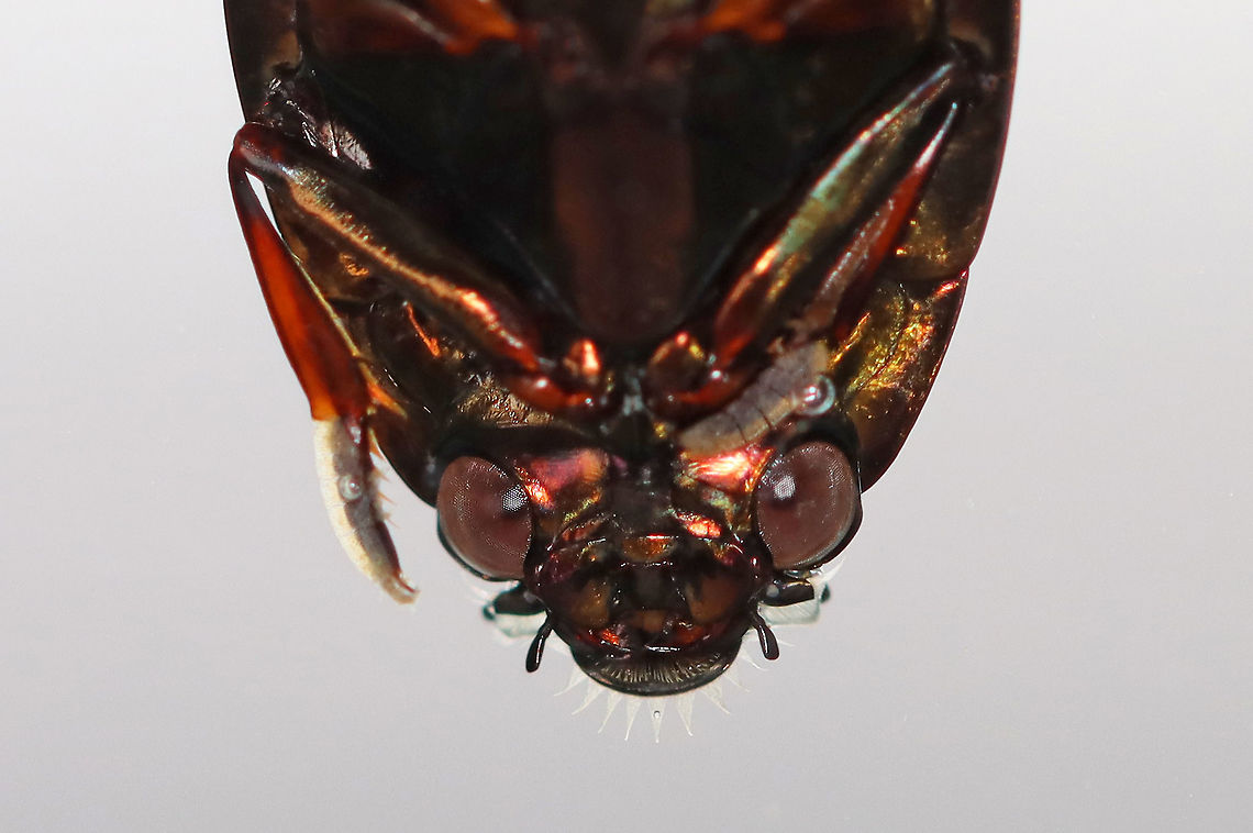 Whirligig Beetle (Ventral Surface) - Dinetus emarginatus TL: ~10 mm.  Broadly oval, bronzy black with  a shiny ventral surface. Males have padded front tarsi. They have divided eyes and paddle-like legs.<br />
<br />
Whirligigs are awesome, here are some reasons why:<br />
-They are the only aquatic beetles that use surface tension for support. They move about on the surface of the water erratically<br />
<br />
-They will expel defensive secretions (which smell like apples) from the tips of their abdomens if disturbed. This secretion is also a water repellent, which lowers surface tension so the whirligigs can ride a wave of recoiling water molecules!<br />
<br />
-They carry an air bubble around with them on the tip of the abdomen, which they breathe in when they are underwater.<br />
<br />
Habitat: Collected from a woodland pond and photographed at home.<br />
<figure class="photo"><a href="https://www.jungledragon.com/image/94346/whirligig_beetle_male_front_tarsi_-_dinetus_emarginatus.html" title="Whirligig Beetle (Male Front Tarsi) - Dinetus emarginatus"><img src="https://s3.amazonaws.com/media.jungledragon.com/images/3232/94346_thumb.jpg?AWSAccessKeyId=05GMT0V3GWVNE7GGM1R2&Expires=1769040010&Signature=Ya3h9Mjkk6MEquK2vG%2BgTgBYZ0Q%3D" width="134" height="152" alt="Whirligig Beetle (Male Front Tarsi) - Dinetus emarginatus TL: ~10 mm. Broadly oval, bronzy black with a shiny ventral surface. Males have padded front tarsi. They have divided eyes and paddle-like legs.<br />
<br />
Whirligigs are awesome, here are some reasons why:<br />
-They are the only aquatic beetles that use surface tension for support. They move about on the surface of the water erratically<br />
<br />
-They will expel defensive secretions (which smell like apples) from the tips of their abdomens if disturbed. This secretion is also a water repellent, which lowers surface tension so the whirligigs can ride a wave of recoiling water molecules!<br />
<br />
-They carry an air bubble around with them on the tip of the abdomen, which they breathe in when they are underwater.<br />
<br />
Habitat: Collected from a woodland pond and photographed at home.<br />
https://www.jungledragon.com/image/94342/whirligig_beetle_ventral_surface_-_dinetus_emarginatus.html<br />
https://www.jungledragon.com/image/94345/whirligig_beetle_dorsal_surface_with_air_bubble-_dinetus_emarginatus.html<br />
https://www.jungledragon.com/image/94344/whirligig_beetle_dorsal_surface_getting_an_air_bubble-_dinetus_emarginatus.html<br />
https://www.jungledragon.com/image/94343/whirligig_beetle_ventral_surface_with_air_bubble_-_dinetus_emarginatus.html Dinetus emarginatus,Dineutus emarginatus,Geotagged,Spring,United States" /></a></figure><br />
<figure class="photo"><a href="https://www.jungledragon.com/image/94345/whirligig_beetle_dorsal_surface_with_air_bubble-_dinetus_emarginatus.html" title="Whirligig Beetle (Dorsal Surface) with Air Bubble- Dinetus emarginatus"><img src="https://s3.amazonaws.com/media.jungledragon.com/images/3232/94345_thumb.jpg?AWSAccessKeyId=05GMT0V3GWVNE7GGM1R2&Expires=1769040010&Signature=q58NnIvLKJe2Vfd6SJqiV1j3DrQ%3D" width="200" height="160" alt="Whirligig Beetle (Dorsal Surface) with Air Bubble- Dinetus emarginatus TL: ~10 mm. Broadly oval, bronzy black with a shiny ventral surface. Males have padded front tarsi. They have divided eyes and paddle-like legs.<br />
<br />
Whirligigs are awesome, here are some reasons why:<br />
-They are the only aquatic beetles that use surface tension for support. They move about on the surface of the water erratically<br />
<br />
-They will expel defensive secretions (which smell like apples) from the tips of their abdomens if disturbed. This secretion is also a water repellent, which lowers surface tension so the whirligigs can ride a wave of recoiling water molecules!<br />
<br />
-They carry an air bubble around with them on the tip of the abdomen, which they breathe in when they are underwater.<br />
<br />
Habitat: Collected from a woodland pond and photographed at home.<br />
https://www.jungledragon.com/image/94342/whirligig_beetle_ventral_surface_-_dinetus_emarginatus.html<br />
https://www.jungledragon.com/image/94346/whirligig_beetle_male_front_tarsi_-_dinetus_emarginatus.html<br />
https://www.jungledragon.com/image/94344/whirligig_beetle_dorsal_surface_getting_an_air_bubble-_dinetus_emarginatus.html<br />
https://www.jungledragon.com/image/94343/whirligig_beetle_ventral_surface_with_air_bubble_-_dinetus_emarginatus.html Dinetus emarginatus,Dineutus emarginatus,Geotagged,Spring,United States" /></a></figure><br />
<figure class="photo"><a href="https://www.jungledragon.com/image/94344/whirligig_beetle_dorsal_surface_getting_an_air_bubble-_dinetus_emarginatus.html" title="Whirligig Beetle (Dorsal Surface) Getting an Air Bubble- Dinetus emarginatus"><img src="https://s3.amazonaws.com/media.jungledragon.com/images/3232/94344_thumb.jpg?AWSAccessKeyId=05GMT0V3GWVNE7GGM1R2&Expires=1769040010&Signature=pZOhAw3rguXNBgHWsKrf3Al9NTo%3D" width="200" height="156" alt="Whirligig Beetle (Dorsal Surface) Getting an Air Bubble- Dinetus emarginatus TL: ~10 mm. Broadly oval, bronzy black with a shiny ventral surface. Males have padded front tarsi. They have divided eyes and paddle-like legs.<br />
<br />
Whirligigs are awesome, here are some reasons why:<br />
-They are the only aquatic beetles that use surface tension for support. They move about on the surface of the water erratically<br />
<br />
-They will expel defensive secretions (which smell like apples) from the tips of their abdomens if disturbed. This secretion is also a water repellent, which lowers surface tension so the whirligigs can ride a wave of recoiling water molecules!<br />
<br />
-They carry an air bubble around with them on the tip of the abdomen, which they breathe in when they are underwater.<br />
<br />
Habitat: Collected from a woodland pond and photographed at home.<br />
https://www.jungledragon.com/image/94345/whirligig_beetle_dorsal_surface_with_air_bubble-_dinetus_emarginatus.html<br />
https://www.jungledragon.com/image/94342/whirligig_beetle_ventral_surface_-_dinetus_emarginatus.html<br />
https://www.jungledragon.com/image/94346/whirligig_beetle_male_front_tarsi_-_dinetus_emarginatus.html<br />
https://www.jungledragon.com/image/94343/whirligig_beetle_ventral_surface_with_air_bubble_-_dinetus_emarginatus.html Dinetus emarginatus,Dineutus emarginatus,Geotagged,Spring,United States" /></a></figure><br />
<figure class="photo"><a href="https://www.jungledragon.com/image/94343/whirligig_beetle_ventral_surface_with_air_bubble_-_dinetus_emarginatus.html" title="Whirligig Beetle (Ventral Surface) with Air Bubble - Dinetus emarginatus"><img src="https://s3.amazonaws.com/media.jungledragon.com/images/3232/94343_thumb.jpg?AWSAccessKeyId=05GMT0V3GWVNE7GGM1R2&Expires=1769040010&Signature=vgaZ0M6zC2S9gHhuP2igQ7nvQgM%3D" width="138" height="152" alt="Whirligig Beetle (Ventral Surface) with Air Bubble - Dinetus emarginatus TL: ~10 mm. Broadly oval, bronzy black with a shiny ventral surface. Males have padded front tarsi. They have divided eyes and paddle-like legs.<br />
<br />
Whirligigs are awesome, here are some reasons why:<br />
-They are the only aquatic beetles that use surface tension for support. They move about on the surface of the water erratically<br />
<br />
-They will expel defensive secretions (which smell like apples) from the tips of their abdomens if disturbed. This secretion is also a water repellent, which lowers surface tension so the whirligigs can ride a wave of recoiling water molecules!<br />
<br />
-They carry an air bubble around with them on the tip of the abdomen, which they breathe in when they are underwater.<br />
<br />
Habitat: Collected from a woodland pond and photographed at home.<br />
https://www.jungledragon.com/image/94344/whirligig_beetle_dorsal_surface_getting_an_air_bubble-_dinetus_emarginatus.html<br />
https://www.jungledragon.com/image/94345/whirligig_beetle_dorsal_surface_with_air_bubble-_dinetus_emarginatus.html<br />
https://www.jungledragon.com/image/94346/whirligig_beetle_male_front_tarsi_-_dinetus_emarginatus.html<br />
https://www.jungledragon.com/image/94342/whirligig_beetle_ventral_surface_-_dinetus_emarginatus.html Dinetus emarginatus,Dineutus emarginatus,Geotagged,Spring,United States" /></a></figure> Dinetus,Dinetus emarginatus,Dineutus emarginatus,Geotagged,Spring,United States,apple bugs,aquatic beetle,beetle,whirligig beetle