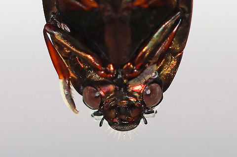 Whirligig Beetle (Ventral Surface) - Dinetus emarginatus TL: ~10 mm.  Broadly oval, bronzy black with  a shiny ventral surface. Males have padded front tarsi. They have divided eyes and paddle-like legs.

Whirligigs are awesome, here are some reasons why:
-They are the only aquatic beetles that use surface tension for support. They move about on the surface of the water erratically

-They will expel defensive secretions (which smell like apples) from the tips of their abdomens if disturbed. This secretion is also a water repellent, which lowers surface tension so the whirligigs can ride a wave of recoiling water molecules!

-They carry an air bubble around with them on the tip of the abdomen, which they breathe in when they are underwater.

Habitat: Collected from a woodland pond and photographed at home.
https://www.jungledragon.com/image/94346/whirligig_beetle_male_front_tarsi_-_dinetus_emarginatus.html
https://www.jungledragon.com/image/94345/whirligig_beetle_dorsal_surface_with_air_bubble-_dinetus_emarginatus.html
https://www.jungledragon.com/image/94344/whirligig_beetle_dorsal_surface_getting_an_air_bubble-_dinetus_emarginatus.html
https://www.jungledragon.com/image/94343/whirligig_beetle_ventral_surface_with_air_bubble_-_dinetus_emarginatus.html Dinetus,Dinetus emarginatus,Dineutus emarginatus,Geotagged,Spring,United States,apple bugs,aquatic beetle,beetle,whirligig beetle