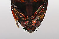 Whirligig Beetle (Ventral Surface) - Dinetus emarginatus TL: ~10 mm.  Broadly oval, bronzy black with  a shiny ventral surface. Males have padded front tarsi. They have divided eyes and paddle-like legs.<br />
<br />
Whirligigs are awesome, here are some reasons why:<br />
-They are the only aquatic beetles that use surface tension for support. They move about on the surface of the water erratically<br />
<br />
-They will expel defensive secretions (which smell like apples) from the tips of their abdomens if disturbed. This secretion is also a water repellent, which lowers surface tension so the whirligigs can ride a wave of recoiling water molecules!<br />
<br />
-They carry an air bubble around with them on the tip of the abdomen, which they breathe in when they are underwater.<br />
<br />
Habitat: Collected from a woodland pond and photographed at home.<br />
https://www.jungledragon.com/image/94346/whirligig_beetle_male_front_tarsi_-_dinetus_emarginatus.html<br />
https://www.jungledragon.com/image/94345/whirligig_beetle_dorsal_surface_with_air_bubble-_dinetus_emarginatus.html<br />
https://www.jungledragon.com/image/94344/whirligig_beetle_dorsal_surface_getting_an_air_bubble-_dinetus_emarginatus.html<br />
https://www.jungledragon.com/image/94343/whirligig_beetle_ventral_surface_with_air_bubble_-_dinetus_emarginatus.html Dinetus,Dinetus emarginatus,Dineutus emarginatus,Geotagged,Spring,United States,apple bugs,aquatic beetle,beetle,whirligig beetle