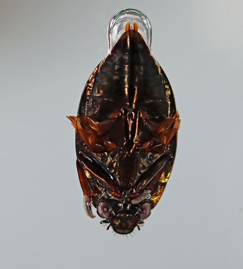 Whirligig Beetle (Ventral Surface) with Air Bubble - Dinetus emarginatus TL: ~10 mm. Broadly oval, bronzy black with a shiny ventral surface. Males have padded front tarsi. They have divided eyes and paddle-like legs.<br />
<br />
Whirligigs are awesome, here are some reasons why:<br />
-They are the only aquatic beetles that use surface tension for support. They move about on the surface of the water erratically<br />
<br />
-They will expel defensive secretions (which smell like apples) from the tips of their abdomens if disturbed. This secretion is also a water repellent, which lowers surface tension so the whirligigs can ride a wave of recoiling water molecules!<br />
<br />
-They carry an air bubble around with them on the tip of the abdomen, which they breathe in when they are underwater.<br />
<br />
Habitat: Collected from a woodland pond and photographed at home.<br />
<figure class="photo"><a href="https://www.jungledragon.com/image/94344/whirligig_beetle_dorsal_surface_getting_an_air_bubble-_dinetus_emarginatus.html" title="Whirligig Beetle (Dorsal Surface) Getting an Air Bubble- Dinetus emarginatus"><img src="https://s3.amazonaws.com/media.jungledragon.com/images/3232/94344_thumb.jpg?AWSAccessKeyId=05GMT0V3GWVNE7GGM1R2&Expires=1763596810&Signature=IIGcXtgAqqZ7hWfB6YEuythRnLo%3D" width="200" height="156" alt="Whirligig Beetle (Dorsal Surface) Getting an Air Bubble- Dinetus emarginatus TL: ~10 mm. Broadly oval, bronzy black with a shiny ventral surface. Males have padded front tarsi. They have divided eyes and paddle-like legs.<br />
<br />
Whirligigs are awesome, here are some reasons why:<br />
-They are the only aquatic beetles that use surface tension for support. They move about on the surface of the water erratically<br />
<br />
-They will expel defensive secretions (which smell like apples) from the tips of their abdomens if disturbed. This secretion is also a water repellent, which lowers surface tension so the whirligigs can ride a wave of recoiling water molecules!<br />
<br />
-They carry an air bubble around with them on the tip of the abdomen, which they breathe in when they are underwater.<br />
<br />
Habitat: Collected from a woodland pond and photographed at home.<br />
https://www.jungledragon.com/image/94345/whirligig_beetle_dorsal_surface_with_air_bubble-_dinetus_emarginatus.html<br />
https://www.jungledragon.com/image/94342/whirligig_beetle_ventral_surface_-_dinetus_emarginatus.html<br />
https://www.jungledragon.com/image/94346/whirligig_beetle_male_front_tarsi_-_dinetus_emarginatus.html<br />
https://www.jungledragon.com/image/94343/whirligig_beetle_ventral_surface_with_air_bubble_-_dinetus_emarginatus.html Dinetus emarginatus,Dineutus emarginatus,Geotagged,Spring,United States" /></a></figure><br />
<figure class="photo"><a href="https://www.jungledragon.com/image/94345/whirligig_beetle_dorsal_surface_with_air_bubble-_dinetus_emarginatus.html" title="Whirligig Beetle (Dorsal Surface) with Air Bubble- Dinetus emarginatus"><img src="https://s3.amazonaws.com/media.jungledragon.com/images/3232/94345_thumb.jpg?AWSAccessKeyId=05GMT0V3GWVNE7GGM1R2&Expires=1763596810&Signature=lpVOxATzhcZUgBDofZlLmnUvpJ0%3D" width="200" height="160" alt="Whirligig Beetle (Dorsal Surface) with Air Bubble- Dinetus emarginatus TL: ~10 mm. Broadly oval, bronzy black with a shiny ventral surface. Males have padded front tarsi. They have divided eyes and paddle-like legs.<br />
<br />
Whirligigs are awesome, here are some reasons why:<br />
-They are the only aquatic beetles that use surface tension for support. They move about on the surface of the water erratically<br />
<br />
-They will expel defensive secretions (which smell like apples) from the tips of their abdomens if disturbed. This secretion is also a water repellent, which lowers surface tension so the whirligigs can ride a wave of recoiling water molecules!<br />
<br />
-They carry an air bubble around with them on the tip of the abdomen, which they breathe in when they are underwater.<br />
<br />
Habitat: Collected from a woodland pond and photographed at home.<br />
https://www.jungledragon.com/image/94342/whirligig_beetle_ventral_surface_-_dinetus_emarginatus.html<br />
https://www.jungledragon.com/image/94346/whirligig_beetle_male_front_tarsi_-_dinetus_emarginatus.html<br />
https://www.jungledragon.com/image/94344/whirligig_beetle_dorsal_surface_getting_an_air_bubble-_dinetus_emarginatus.html<br />
https://www.jungledragon.com/image/94343/whirligig_beetle_ventral_surface_with_air_bubble_-_dinetus_emarginatus.html Dinetus emarginatus,Dineutus emarginatus,Geotagged,Spring,United States" /></a></figure><br />
<figure class="photo"><a href="https://www.jungledragon.com/image/94346/whirligig_beetle_male_front_tarsi_-_dinetus_emarginatus.html" title="Whirligig Beetle (Male Front Tarsi) - Dinetus emarginatus"><img src="https://s3.amazonaws.com/media.jungledragon.com/images/3232/94346_thumb.jpg?AWSAccessKeyId=05GMT0V3GWVNE7GGM1R2&Expires=1763596810&Signature=cIDWoni2yJk9OQ2Zri9MyZ%2FOcz4%3D" width="134" height="152" alt="Whirligig Beetle (Male Front Tarsi) - Dinetus emarginatus TL: ~10 mm. Broadly oval, bronzy black with a shiny ventral surface. Males have padded front tarsi. They have divided eyes and paddle-like legs.<br />
<br />
Whirligigs are awesome, here are some reasons why:<br />
-They are the only aquatic beetles that use surface tension for support. They move about on the surface of the water erratically<br />
<br />
-They will expel defensive secretions (which smell like apples) from the tips of their abdomens if disturbed. This secretion is also a water repellent, which lowers surface tension so the whirligigs can ride a wave of recoiling water molecules!<br />
<br />
-They carry an air bubble around with them on the tip of the abdomen, which they breathe in when they are underwater.<br />
<br />
Habitat: Collected from a woodland pond and photographed at home.<br />
https://www.jungledragon.com/image/94342/whirligig_beetle_ventral_surface_-_dinetus_emarginatus.html<br />
https://www.jungledragon.com/image/94345/whirligig_beetle_dorsal_surface_with_air_bubble-_dinetus_emarginatus.html<br />
https://www.jungledragon.com/image/94344/whirligig_beetle_dorsal_surface_getting_an_air_bubble-_dinetus_emarginatus.html<br />
https://www.jungledragon.com/image/94343/whirligig_beetle_ventral_surface_with_air_bubble_-_dinetus_emarginatus.html Dinetus emarginatus,Dineutus emarginatus,Geotagged,Spring,United States" /></a></figure><br />
<figure class="photo"><a href="https://www.jungledragon.com/image/94342/whirligig_beetle_ventral_surface_-_dinetus_emarginatus.html" title="Whirligig Beetle (Ventral Surface) - Dinetus emarginatus"><img src="https://s3.amazonaws.com/media.jungledragon.com/images/3232/94342_thumb.jpg?AWSAccessKeyId=05GMT0V3GWVNE7GGM1R2&Expires=1763596810&Signature=W6Zi5KLg0y%2FBJhNEFCFO9P2NBJE%3D" width="200" height="134" alt="Whirligig Beetle (Ventral Surface) - Dinetus emarginatus TL: ~10 mm.  Broadly oval, bronzy black with  a shiny ventral surface. Males have padded front tarsi. They have divided eyes and paddle-like legs.<br />
<br />
Whirligigs are awesome, here are some reasons why:<br />
-They are the only aquatic beetles that use surface tension for support. They move about on the surface of the water erratically<br />
<br />
-They will expel defensive secretions (which smell like apples) from the tips of their abdomens if disturbed. This secretion is also a water repellent, which lowers surface tension so the whirligigs can ride a wave of recoiling water molecules!<br />
<br />
-They carry an air bubble around with them on the tip of the abdomen, which they breathe in when they are underwater.<br />
<br />
Habitat: Collected from a woodland pond and photographed at home.<br />
https://www.jungledragon.com/image/94346/whirligig_beetle_male_front_tarsi_-_dinetus_emarginatus.html<br />
https://www.jungledragon.com/image/94345/whirligig_beetle_dorsal_surface_with_air_bubble-_dinetus_emarginatus.html<br />
https://www.jungledragon.com/image/94344/whirligig_beetle_dorsal_surface_getting_an_air_bubble-_dinetus_emarginatus.html<br />
https://www.jungledragon.com/image/94343/whirligig_beetle_ventral_surface_with_air_bubble_-_dinetus_emarginatus.html Dinetus,Dinetus emarginatus,Dineutus emarginatus,Geotagged,Spring,United States,apple bugs,aquatic beetle,beetle,whirligig beetle" /></a></figure> Dinetus emarginatus,Dineutus emarginatus,Geotagged,Spring,United States