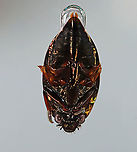 Whirligig Beetle (Ventral Surface) with Air Bubble - Dinetus emarginatus TL: ~10 mm. Broadly oval, bronzy black with a shiny ventral surface. Males have padded front tarsi. They have divided eyes and paddle-like legs.<br />
<br />
Whirligigs are awesome, here are some reasons why:<br />
-They are the only aquatic beetles that use surface tension for support. They move about on the surface of the water erratically<br />
<br />
-They will expel defensive secretions (which smell like apples) from the tips of their abdomens if disturbed. This secretion is also a water repellent, which lowers surface tension so the whirligigs can ride a wave of recoiling water molecules!<br />
<br />
-They carry an air bubble around with them on the tip of the abdomen, which they breathe in when they are underwater.<br />
<br />
Habitat: Collected from a woodland pond and photographed at home.<br />
https://www.jungledragon.com/image/94344/whirligig_beetle_dorsal_surface_getting_an_air_bubble-_dinetus_emarginatus.html<br />
https://www.jungledragon.com/image/94345/whirligig_beetle_dorsal_surface_with_air_bubble-_dinetus_emarginatus.html<br />
https://www.jungledragon.com/image/94346/whirligig_beetle_male_front_tarsi_-_dinetus_emarginatus.html<br />
https://www.jungledragon.com/image/94342/whirligig_beetle_ventral_surface_-_dinetus_emarginatus.html Dinetus emarginatus,Dineutus emarginatus,Geotagged,Spring,United States