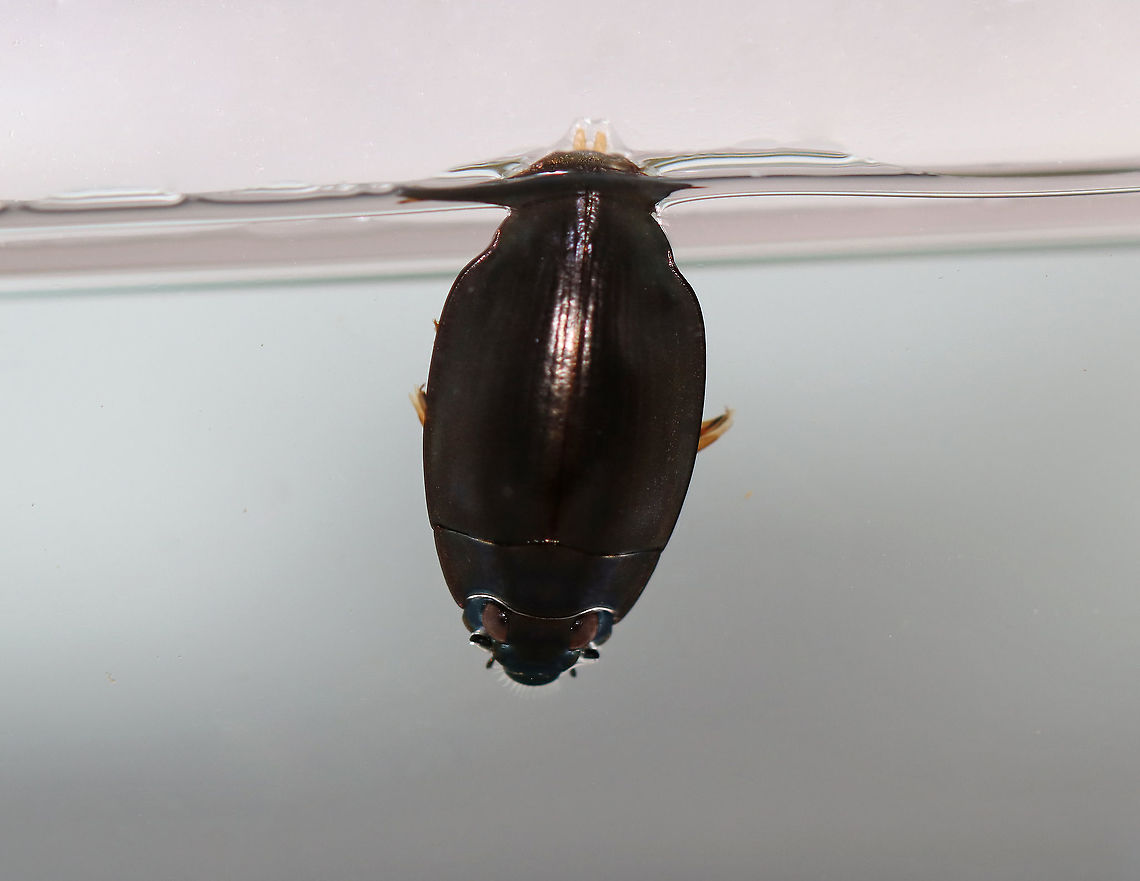 Whirligig Beetle (Dorsal Surface) Getting an Air Bubble- Dinetus emarginatus TL: ~10 mm. Broadly oval, bronzy black with a shiny ventral surface. Males have padded front tarsi. They have divided eyes and paddle-like legs.<br />
<br />
Whirligigs are awesome, here are some reasons why:<br />
-They are the only aquatic beetles that use surface tension for support. They move about on the surface of the water erratically<br />
<br />
-They will expel defensive secretions (which smell like apples) from the tips of their abdomens if disturbed. This secretion is also a water repellent, which lowers surface tension so the whirligigs can ride a wave of recoiling water molecules!<br />
<br />
-They carry an air bubble around with them on the tip of the abdomen, which they breathe in when they are underwater.<br />
<br />
Habitat: Collected from a woodland pond and photographed at home.<br />
<figure class="photo"><a href="https://www.jungledragon.com/image/94345/whirligig_beetle_dorsal_surface_with_air_bubble-_dinetus_emarginatus.html" title="Whirligig Beetle (Dorsal Surface) with Air Bubble- Dinetus emarginatus"><img src="https://s3.amazonaws.com/media.jungledragon.com/images/3232/94345_thumb.jpg?AWSAccessKeyId=05GMT0V3GWVNE7GGM1R2&Expires=1759968010&Signature=TdapM7PN1o%2B1MBv254a%2BQihts6E%3D" width="200" height="160" alt="Whirligig Beetle (Dorsal Surface) with Air Bubble- Dinetus emarginatus TL: ~10 mm. Broadly oval, bronzy black with a shiny ventral surface. Males have padded front tarsi. They have divided eyes and paddle-like legs.<br />
<br />
Whirligigs are awesome, here are some reasons why:<br />
-They are the only aquatic beetles that use surface tension for support. They move about on the surface of the water erratically<br />
<br />
-They will expel defensive secretions (which smell like apples) from the tips of their abdomens if disturbed. This secretion is also a water repellent, which lowers surface tension so the whirligigs can ride a wave of recoiling water molecules!<br />
<br />
-They carry an air bubble around with them on the tip of the abdomen, which they breathe in when they are underwater.<br />
<br />
Habitat: Collected from a woodland pond and photographed at home.<br />
https://www.jungledragon.com/image/94342/whirligig_beetle_ventral_surface_-_dinetus_emarginatus.html<br />
https://www.jungledragon.com/image/94346/whirligig_beetle_male_front_tarsi_-_dinetus_emarginatus.html<br />
https://www.jungledragon.com/image/94344/whirligig_beetle_dorsal_surface_getting_an_air_bubble-_dinetus_emarginatus.html<br />
https://www.jungledragon.com/image/94343/whirligig_beetle_ventral_surface_with_air_bubble_-_dinetus_emarginatus.html Dinetus emarginatus,Dineutus emarginatus,Geotagged,Spring,United States" /></a></figure><br />
<figure class="photo"><a href="https://www.jungledragon.com/image/94342/whirligig_beetle_ventral_surface_-_dinetus_emarginatus.html" title="Whirligig Beetle (Ventral Surface) - Dinetus emarginatus"><img src="https://s3.amazonaws.com/media.jungledragon.com/images/3232/94342_thumb.jpg?AWSAccessKeyId=05GMT0V3GWVNE7GGM1R2&Expires=1759968010&Signature=QtkeWXrisZ7WPnakmkRGZN9eDAA%3D" width="200" height="134" alt="Whirligig Beetle (Ventral Surface) - Dinetus emarginatus TL: ~10 mm.  Broadly oval, bronzy black with  a shiny ventral surface. Males have padded front tarsi. They have divided eyes and paddle-like legs.<br />
<br />
Whirligigs are awesome, here are some reasons why:<br />
-They are the only aquatic beetles that use surface tension for support. They move about on the surface of the water erratically<br />
<br />
-They will expel defensive secretions (which smell like apples) from the tips of their abdomens if disturbed. This secretion is also a water repellent, which lowers surface tension so the whirligigs can ride a wave of recoiling water molecules!<br />
<br />
-They carry an air bubble around with them on the tip of the abdomen, which they breathe in when they are underwater.<br />
<br />
Habitat: Collected from a woodland pond and photographed at home.<br />
https://www.jungledragon.com/image/94346/whirligig_beetle_male_front_tarsi_-_dinetus_emarginatus.html<br />
https://www.jungledragon.com/image/94345/whirligig_beetle_dorsal_surface_with_air_bubble-_dinetus_emarginatus.html<br />
https://www.jungledragon.com/image/94344/whirligig_beetle_dorsal_surface_getting_an_air_bubble-_dinetus_emarginatus.html<br />
https://www.jungledragon.com/image/94343/whirligig_beetle_ventral_surface_with_air_bubble_-_dinetus_emarginatus.html Dinetus,Dinetus emarginatus,Dineutus emarginatus,Geotagged,Spring,United States,apple bugs,aquatic beetle,beetle,whirligig beetle" /></a></figure><br />
<figure class="photo"><a href="https://www.jungledragon.com/image/94346/whirligig_beetle_male_front_tarsi_-_dinetus_emarginatus.html" title="Whirligig Beetle (Male Front Tarsi) - Dinetus emarginatus"><img src="https://s3.amazonaws.com/media.jungledragon.com/images/3232/94346_thumb.jpg?AWSAccessKeyId=05GMT0V3GWVNE7GGM1R2&Expires=1759968010&Signature=WgkFSH7QG3sj6P71UAERPFxY5hc%3D" width="134" height="152" alt="Whirligig Beetle (Male Front Tarsi) - Dinetus emarginatus TL: ~10 mm. Broadly oval, bronzy black with a shiny ventral surface. Males have padded front tarsi. They have divided eyes and paddle-like legs.<br />
<br />
Whirligigs are awesome, here are some reasons why:<br />
-They are the only aquatic beetles that use surface tension for support. They move about on the surface of the water erratically<br />
<br />
-They will expel defensive secretions (which smell like apples) from the tips of their abdomens if disturbed. This secretion is also a water repellent, which lowers surface tension so the whirligigs can ride a wave of recoiling water molecules!<br />
<br />
-They carry an air bubble around with them on the tip of the abdomen, which they breathe in when they are underwater.<br />
<br />
Habitat: Collected from a woodland pond and photographed at home.<br />
https://www.jungledragon.com/image/94342/whirligig_beetle_ventral_surface_-_dinetus_emarginatus.html<br />
https://www.jungledragon.com/image/94345/whirligig_beetle_dorsal_surface_with_air_bubble-_dinetus_emarginatus.html<br />
https://www.jungledragon.com/image/94344/whirligig_beetle_dorsal_surface_getting_an_air_bubble-_dinetus_emarginatus.html<br />
https://www.jungledragon.com/image/94343/whirligig_beetle_ventral_surface_with_air_bubble_-_dinetus_emarginatus.html Dinetus emarginatus,Dineutus emarginatus,Geotagged,Spring,United States" /></a></figure><br />
<figure class="photo"><a href="https://www.jungledragon.com/image/94343/whirligig_beetle_ventral_surface_with_air_bubble_-_dinetus_emarginatus.html" title="Whirligig Beetle (Ventral Surface) with Air Bubble - Dinetus emarginatus"><img src="https://s3.amazonaws.com/media.jungledragon.com/images/3232/94343_thumb.jpg?AWSAccessKeyId=05GMT0V3GWVNE7GGM1R2&Expires=1759968010&Signature=GnpOsJkArEVv8%2BC1RUwD%2BU7MllM%3D" width="138" height="152" alt="Whirligig Beetle (Ventral Surface) with Air Bubble - Dinetus emarginatus TL: ~10 mm. Broadly oval, bronzy black with a shiny ventral surface. Males have padded front tarsi. They have divided eyes and paddle-like legs.<br />
<br />
Whirligigs are awesome, here are some reasons why:<br />
-They are the only aquatic beetles that use surface tension for support. They move about on the surface of the water erratically<br />
<br />
-They will expel defensive secretions (which smell like apples) from the tips of their abdomens if disturbed. This secretion is also a water repellent, which lowers surface tension so the whirligigs can ride a wave of recoiling water molecules!<br />
<br />
-They carry an air bubble around with them on the tip of the abdomen, which they breathe in when they are underwater.<br />
<br />
Habitat: Collected from a woodland pond and photographed at home.<br />
https://www.jungledragon.com/image/94344/whirligig_beetle_dorsal_surface_getting_an_air_bubble-_dinetus_emarginatus.html<br />
https://www.jungledragon.com/image/94345/whirligig_beetle_dorsal_surface_with_air_bubble-_dinetus_emarginatus.html<br />
https://www.jungledragon.com/image/94346/whirligig_beetle_male_front_tarsi_-_dinetus_emarginatus.html<br />
https://www.jungledragon.com/image/94342/whirligig_beetle_ventral_surface_-_dinetus_emarginatus.html Dinetus emarginatus,Dineutus emarginatus,Geotagged,Spring,United States" /></a></figure> Dinetus emarginatus,Dineutus emarginatus,Geotagged,Spring,United States