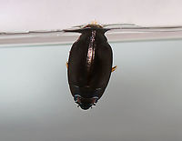 Whirligig Beetle (Dorsal Surface) Getting an Air Bubble- Dinetus emarginatus TL: ~10 mm. Broadly oval, bronzy black with a shiny ventral surface. Males have padded front tarsi. They have divided eyes and paddle-like legs.<br />
<br />
Whirligigs are awesome, here are some reasons why:<br />
-They are the only aquatic beetles that use surface tension for support. They move about on the surface of the water erratically<br />
<br />
-They will expel defensive secretions (which smell like apples) from the tips of their abdomens if disturbed. This secretion is also a water repellent, which lowers surface tension so the whirligigs can ride a wave of recoiling water molecules!<br />
<br />
-They carry an air bubble around with them on the tip of the abdomen, which they breathe in when they are underwater.<br />
<br />
Habitat: Collected from a woodland pond and photographed at home.<br />
https://www.jungledragon.com/image/94345/whirligig_beetle_dorsal_surface_with_air_bubble-_dinetus_emarginatus.html<br />
https://www.jungledragon.com/image/94342/whirligig_beetle_ventral_surface_-_dinetus_emarginatus.html<br />
https://www.jungledragon.com/image/94346/whirligig_beetle_male_front_tarsi_-_dinetus_emarginatus.html<br />
https://www.jungledragon.com/image/94343/whirligig_beetle_ventral_surface_with_air_bubble_-_dinetus_emarginatus.html Dinetus emarginatus,Dineutus emarginatus,Geotagged,Spring,United States
