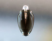 Whirligig Beetle (Dorsal Surface) with Air Bubble- Dinetus emarginatus TL: ~10 mm. Broadly oval, bronzy black with a shiny ventral surface. Males have padded front tarsi. They have divided eyes and paddle-like legs.<br />
<br />
Whirligigs are awesome, here are some reasons why:<br />
-They are the only aquatic beetles that use surface tension for support. They move about on the surface of the water erratically<br />
<br />
-They will expel defensive secretions (which smell like apples) from the tips of their abdomens if disturbed. This secretion is also a water repellent, which lowers surface tension so the whirligigs can ride a wave of recoiling water molecules!<br />
<br />
-They carry an air bubble around with them on the tip of the abdomen, which they breathe in when they are underwater.<br />
<br />
Habitat: Collected from a woodland pond and photographed at home.<br />
https://www.jungledragon.com/image/94342/whirligig_beetle_ventral_surface_-_dinetus_emarginatus.html<br />
https://www.jungledragon.com/image/94346/whirligig_beetle_male_front_tarsi_-_dinetus_emarginatus.html<br />
https://www.jungledragon.com/image/94344/whirligig_beetle_dorsal_surface_getting_an_air_bubble-_dinetus_emarginatus.html<br />
https://www.jungledragon.com/image/94343/whirligig_beetle_ventral_surface_with_air_bubble_-_dinetus_emarginatus.html Dinetus emarginatus,Dineutus emarginatus,Geotagged,Spring,United States