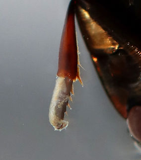Whirligig Beetle (Male Front Tarsi) - Dinetus emarginatus TL: ~10 mm. Broadly oval, bronzy black with a shiny ventral surface. Males have padded front tarsi. They have divided eyes and paddle-like legs.

Whirligigs are awesome, here are some reasons why:
-They are the only aquatic beetles that use surface tension for support. They move about on the surface of the water erratically

-They will expel defensive secretions (which smell like apples) from the tips of their abdomens if disturbed. This secretion is also a water repellent, which lowers surface tension so the whirligigs can ride a wave of recoiling water molecules!

-They carry an air bubble around with them on the tip of the abdomen, which they breathe in when they are underwater.

Habitat: Collected from a woodland pond and photographed at home.
https://www.jungledragon.com/image/94342/whirligig_beetle_ventral_surface_-_dinetus_emarginatus.html
https://www.jungledragon.com/image/94345/whirligig_beetle_dorsal_surface_with_air_bubble-_dinetus_emarginatus.html
https://www.jungledragon.com/image/94344/whirligig_beetle_dorsal_surface_getting_an_air_bubble-_dinetus_emarginatus.html
https://www.jungledragon.com/image/94343/whirligig_beetle_ventral_surface_with_air_bubble_-_dinetus_emarginatus.html Dinetus emarginatus,Dineutus emarginatus,Geotagged,Spring,United States