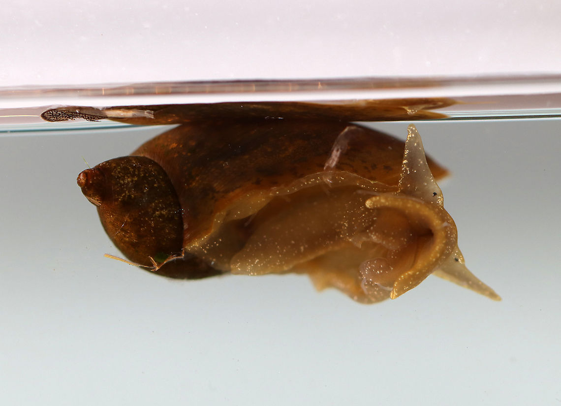 Tadpole Snail - Physella acuta What a pretty *face*!<br />
<br />
**I&#039;m debating this ID. It looks a bit different from the ones I collected previously<br />
<br />
Habitat: Caught in a pond and photographed at home Geotagged,Physella,Physella acuta,Spring,United States,snail,tadpole snail