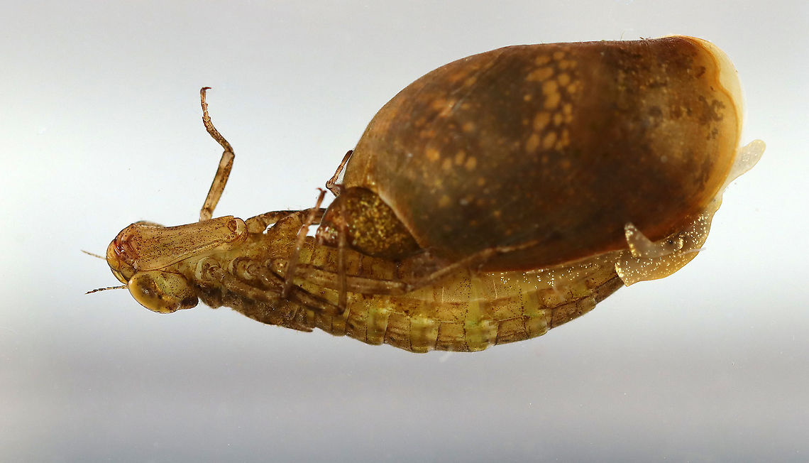 Snail Attempting to Eat Dragonfly Nymph This dragonfly nymph approached the snail as I was photographing it and I thought: "Oh no! Don't eat the snail!" But, the reverse happened. The snail went after the dragonfly, they struggled, the dragonfly twitched with effort, and then finally, the dragonfly broke free. It sat in the bottom of the tank, upside down, for quite awhile before it started to move around again. I don't know what the snail intended, but it was a weird situation as dragonfly nymphs would usually be the predator in this scenario.<br />
<br />
Habitat: Caught in a pond and photographed at home. Geotagged,Odonata,Physella acuta,Spring,United States,dragonfly,dragonfly nymph,nymph,snail,tadpole snail