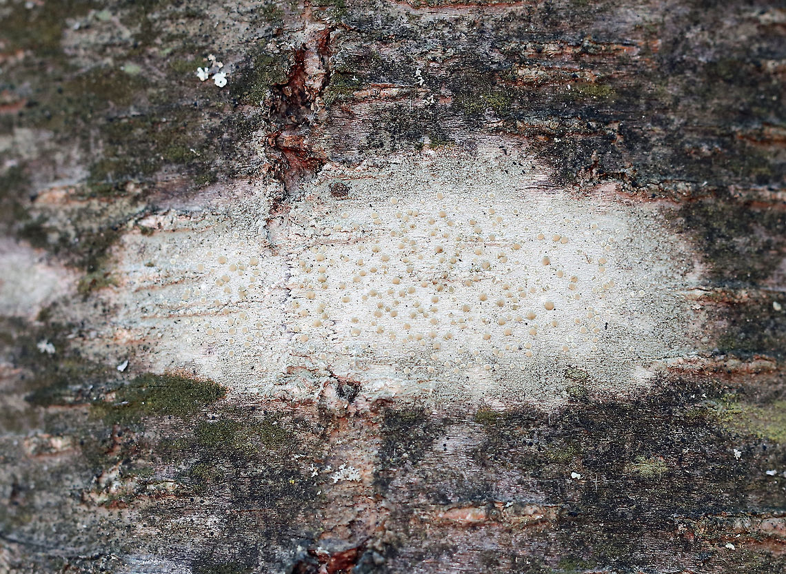 Lichen -  Lecanora hybocarpa Habitat: Hardwood tree Geotagged,Lecanora,Lecanora hybocarpa,United States,Winter,lichen