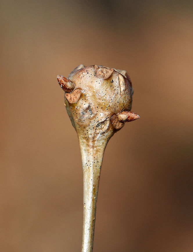 White Oak Club Gall - Callirhytis clavula Globular, terminal swellings on white oak (Quercus alba).<br />
<br />
Habitat: Hardwood forest<br />
<figure class="photo"><a href="https://www.jungledragon.com/image/94395/white_oak_club_gall_-_callirhytis_clavula.html" title="White Oak Club Gall - Callirhytis clavula"><img src="https://s3.amazonaws.com/media.jungledragon.com/images/3232/94395_thumb.jpg?AWSAccessKeyId=05GMT0V3GWVNE7GGM1R2&Expires=1769040010&Signature=hQV9kGgXB1nvTzvYbKrc64uJBes%3D" width="140" height="152" alt="White Oak Club Gall - Callirhytis clavula Globular, terminal swellings on white oak (Quercus alba).<br />
<br />
Habitat: Hardwood forest<br />
https://www.jungledragon.com/image/94394/white_oak_club_gall_-_callirhytis_clavula.html Callirhytis clavula,Geotagged,United States,White Oak Club Gall Wasp,Winter" /></a></figure> Callirhytis clavula,Geotagged,United States,White Oak Club Gall Wasp,Winter,gall