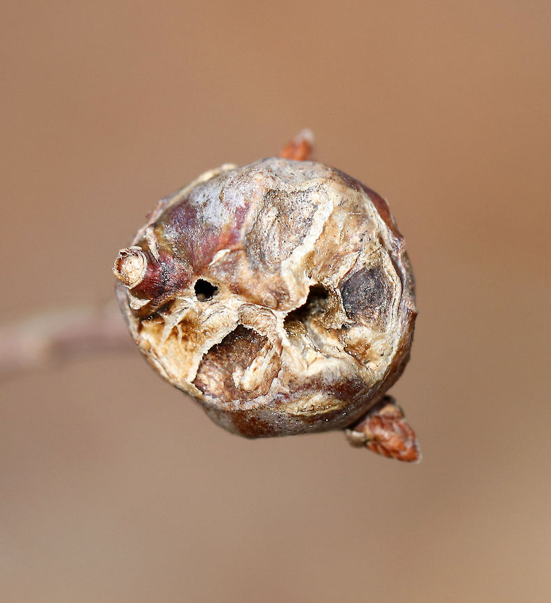 White Oak Club Gall - Callirhytis clavula Globular, terminal swellings on white oak (Quercus alba).<br />
<br />
Habitat: Hardwood forest<br />
<figure class="photo"><a href="https://www.jungledragon.com/image/94394/white_oak_club_gall_-_callirhytis_clavula.html" title="White Oak Club Gall - Callirhytis clavula"><img src="https://s3.amazonaws.com/media.jungledragon.com/images/3232/94394_thumb.jpg?AWSAccessKeyId=05GMT0V3GWVNE7GGM1R2&Expires=1769040010&Signature=exOnrpREc5b9ISIO8%2Bn9ftwmZ2Y%3D" width="118" height="152" alt="White Oak Club Gall - Callirhytis clavula Globular, terminal swellings on white oak (Quercus alba).<br />
<br />
Habitat: Hardwood forest<br />
https://www.jungledragon.com/image/94395/white_oak_club_gall_-_callirhytis_clavula.html Callirhytis clavula,Geotagged,United States,White Oak Club Gall Wasp,Winter,gall" /></a></figure> Callirhytis clavula,Geotagged,United States,White Oak Club Gall Wasp,Winter