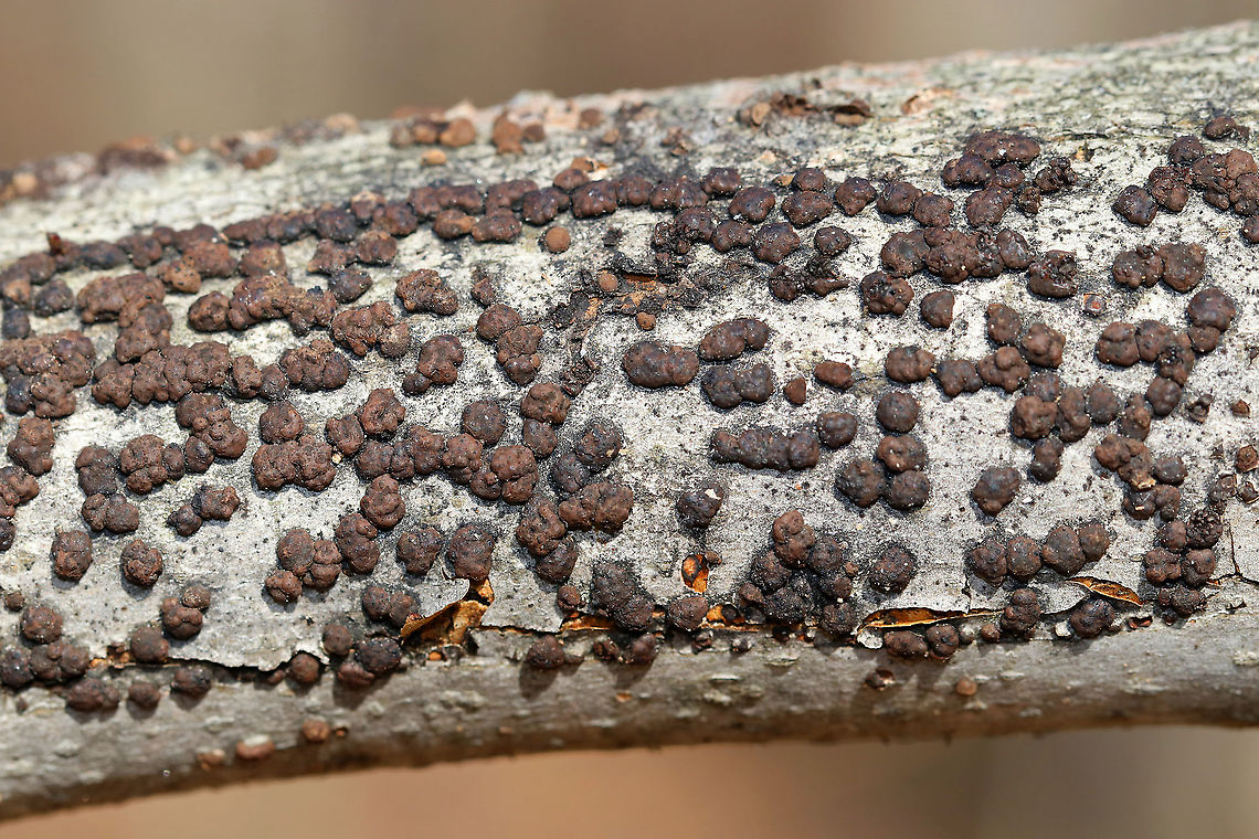 Hypoxylon fragiforme Irregularly shaped fungus. Its surface was reddish brown and bumpy.<br />
<br />
Habitat: Rotting wood Geotagged,Hypoxylon fragiforme,United States,Winter,fungus