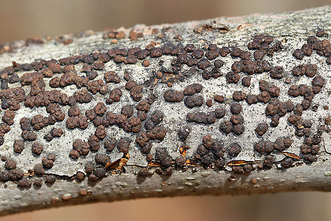 Hypoxylon fragiforme Irregularly shaped fungus. Its surface was reddish brown and bumpy.

Habitat: Rotting wood Geotagged,Hypoxylon fragiforme,United States,Winter,fungus