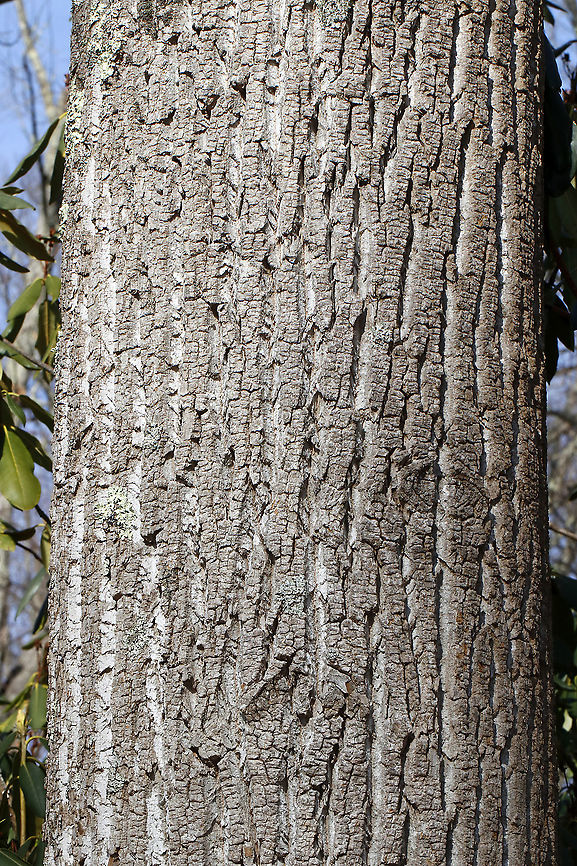 Tulip Poplar (Bark) - Liriodendron tulipifera Native to the eastern United States, these trees can grow over 100 feet tall!<br />
<br />
Habitat: Deciduous forest American tulip tree,Geotagged,Liriodendron tulipifera,United States,Winter,tree,tulip poplar