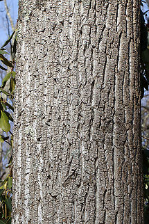 Tulip Poplar (Bark) - Liriodendron tulipifera Native to the eastern United States, these trees can grow over 100 feet tall!

Habitat: Deciduous forest American tulip tree,Geotagged,Liriodendron tulipifera,United States,Winter,tree,tulip poplar