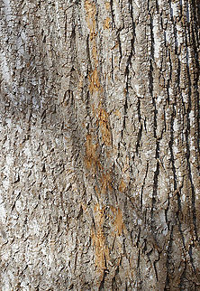 Bark Stripping I'm not sure who did this, but it could have been a squirrel. Squirrels often strip bark in late winter. They usually seem to prefer horizontal branches, but are known to strip the bark off tree trunks too.

Habitat: Deciduous forest Geotagged,United States,Winter,bark stripping,signs of wildlife