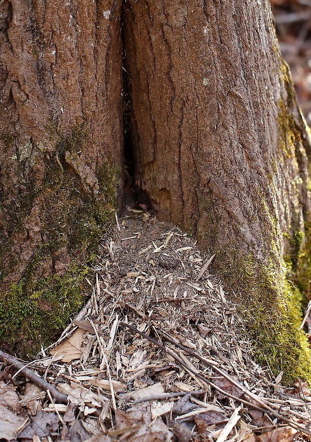 Red Squirrel (Tamiasciurus hudsonicus)?  Den in Tree Cavity Squirrels sometimes make dens in tree cavities in winter. This cavity had quite a bit of debris outside the hole!<br />
<br />
Habitat: Mixed forest Geotagged,United States,Winter,den,red squirrel,signs of wildlife,squirrel,tree cavity
