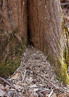Red Squirrel (Tamiasciurus hudsonicus)?  Den in Tree Cavity Squirrels sometimes make dens in tree cavities in winter. This cavity had quite a bit of debris outside the hole!

Habitat: Mixed forest Geotagged,United States,Winter,den,red squirrel,signs of wildlife,squirrel,tree cavity