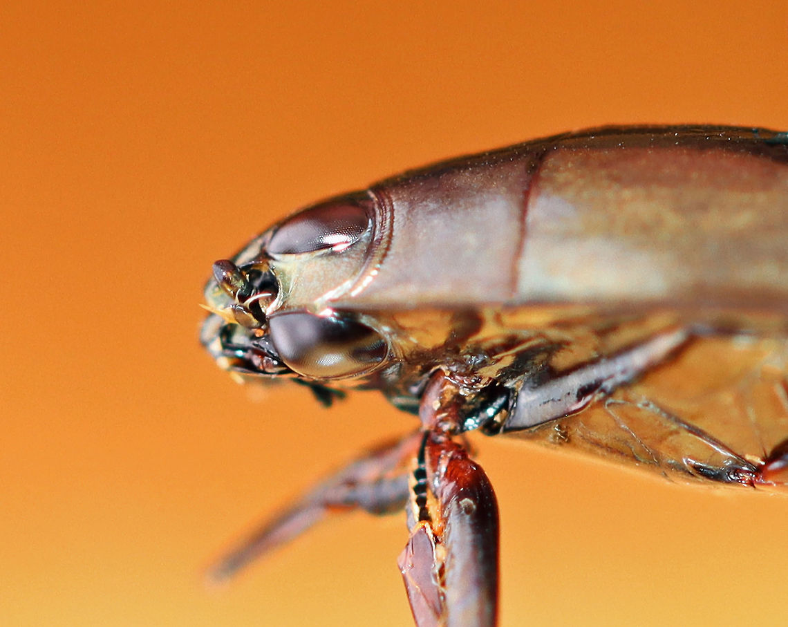 Whirligig Beetle Divided Eyes - Dineutus emarginatus I wasn&#039;t going to share this photo because of the quality, but wanted to anyway just to show how the whirligig&#039;s eyes are divided.  I&#039;ll work on taking a better photo!<br />
<br />
Habitat: Captured in a pond and photographed at home. Dineutus,Dineutus emarginatus,Geotagged,Spring,United States,beetle,eyes,whirligig beetle eyes