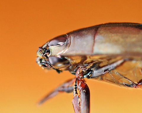 Whirligig Beetle Divided Eyes - Dineutus emarginatus I wasn't going to share this photo because of the quality, but wanted to anyway just to show how the whirligig's eyes are divided.  I'll work on taking a better photo!

Habitat: Captured in a pond and photographed at home. Dineutus,Dineutus emarginatus,Geotagged,Spring,United States,beetle,eyes,whirligig beetle eyes