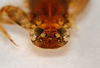 Mayfly Nymph Mugshot - Stenonema femoratum Habitat: Woodland stream; found under a rock<br />
https://www.jungledragon.com/image/94440/mayfly_nymph_-_order_ephemeroptera_-_stenonema_or_stenacron_sp.html<br />
https://www.jungledragon.com/image/94439/mayfly_nymph_ventral_-_order_ephemeroptera_-_stenonema_or_stenacron_sp.html<br />
https://www.jungledragon.com/image/94437/mayfly_nymph_-_order_ephemeroptera_-_stenonema_or_stenacron_sp.html Ephemeroptera,Geotagged,Spring,Stenonema femoratum,United States,aquatic insect,clinger,mayfly,mayfly nymph,nymph