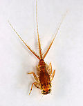 Mayfly Nymph - Stenonema femoratum Habitat: Woodland stream; found under a rock<br />
https://www.jungledragon.com/image/94439/mayfly_nymph_ventral_-_order_ephemeroptera_-_stenonema_or_stenacron_sp.html<br />
https://www.jungledragon.com/image/94440/mayfly_nymph_-_order_ephemeroptera_-_stenonema_or_stenacron_sp.html<br />
https://www.jungledragon.com/image/94435/mayfly_nymph_mugshot_-_order_ephemeroptera_-_stenonema_or_stenacron_sp.html Geotagged,Spring,Stenonema femoratum,United States