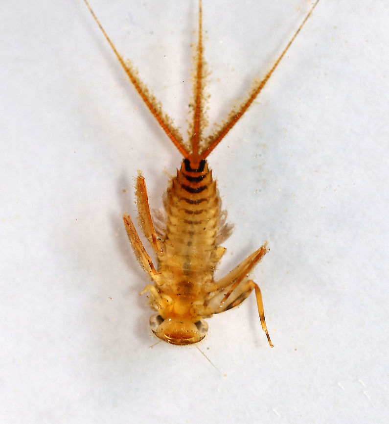 Mayfly Nymph (Ventral) - Stenonema femoratum Habitat: Woodland stream; found under a rock<br />
<figure class="photo"><a href="https://www.jungledragon.com/image/94435/mayfly_nymph_mugshot_-_stenonema_femoratum.html" title="Mayfly Nymph Mugshot - Stenonema femoratum"><img src="https://s3.amazonaws.com/media.jungledragon.com/images/3232/94435_thumb.jpg?AWSAccessKeyId=05GMT0V3GWVNE7GGM1R2&Expires=1759968010&Signature=eXJq6Gd8%2FL5iwzFTruNSECSv%2BR0%3D" width="200" height="138" alt="Mayfly Nymph Mugshot - Stenonema femoratum Habitat: Woodland stream; found under a rock<br />
https://www.jungledragon.com/image/94440/mayfly_nymph_-_order_ephemeroptera_-_stenonema_or_stenacron_sp.html<br />
https://www.jungledragon.com/image/94439/mayfly_nymph_ventral_-_order_ephemeroptera_-_stenonema_or_stenacron_sp.html<br />
https://www.jungledragon.com/image/94437/mayfly_nymph_-_order_ephemeroptera_-_stenonema_or_stenacron_sp.html Ephemeroptera,Geotagged,Spring,Stenonema femoratum,United States,aquatic insect,clinger,mayfly,mayfly nymph,nymph" /></a></figure><br />
<figure class="photo"><a href="https://www.jungledragon.com/image/94440/mayfly_nymph_-_stenonema_femoratum.html" title="Mayfly Nymph - Stenonema femoratum"><img src="https://s3.amazonaws.com/media.jungledragon.com/images/3232/94440_thumb.jpg?AWSAccessKeyId=05GMT0V3GWVNE7GGM1R2&Expires=1759968010&Signature=JQVD2AE0ySY799WWKh0AAzjyzUY%3D" width="200" height="152" alt="Mayfly Nymph - Stenonema femoratum Habitat: Woodland stream; found under a rock<br />
https://www.jungledragon.com/image/94435/mayfly_nymph_mugshot_-_order_ephemeroptera_-_stenonema_or_stenacron_sp.html<br />
https://www.jungledragon.com/image/94439/mayfly_nymph_ventral_-_order_ephemeroptera_-_stenonema_or_stenacron_sp.html<br />
https://www.jungledragon.com/image/94437/mayfly_nymph_-_order_ephemeroptera_-_stenonema_or_stenacron_sp.html Geotagged,Spring,Stenonema femoratum,United States" /></a></figure><br />
<figure class="photo"><a href="https://www.jungledragon.com/image/94437/mayfly_nymph_-_stenonema_femoratum.html" title="Mayfly Nymph - Stenonema femoratum"><img src="https://s3.amazonaws.com/media.jungledragon.com/images/3232/94437_thumb.jpg?AWSAccessKeyId=05GMT0V3GWVNE7GGM1R2&Expires=1759968010&Signature=Ei%2FJGPw0l5wEelLAazz1A4De1gY%3D" width="122" height="152" alt="Mayfly Nymph - Stenonema femoratum Habitat: Woodland stream; found under a rock<br />
https://www.jungledragon.com/image/94439/mayfly_nymph_ventral_-_order_ephemeroptera_-_stenonema_or_stenacron_sp.html<br />
https://www.jungledragon.com/image/94440/mayfly_nymph_-_order_ephemeroptera_-_stenonema_or_stenacron_sp.html<br />
https://www.jungledragon.com/image/94435/mayfly_nymph_mugshot_-_order_ephemeroptera_-_stenonema_or_stenacron_sp.html Geotagged,Spring,Stenonema femoratum,United States" /></a></figure> Geotagged,Spring,Stenonema femoratum,United States