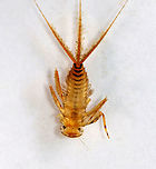 Mayfly Nymph (Ventral) - Stenonema femoratum Habitat: Woodland stream; found under a rock<br />
https://www.jungledragon.com/image/94435/mayfly_nymph_mugshot_-_order_ephemeroptera_-_stenonema_or_stenacron_sp.html<br />
https://www.jungledragon.com/image/94440/mayfly_nymph_-_order_ephemeroptera_-_stenonema_or_stenacron_sp.html<br />
https://www.jungledragon.com/image/94437/mayfly_nymph_-_order_ephemeroptera_-_stenonema_or_stenacron_sp.html Geotagged,Spring,Stenonema femoratum,United States