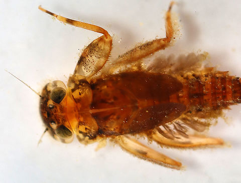 Mayfly Nymph - Stenonema femoratum Habitat: Woodland stream; found under a rock
https://www.jungledragon.com/image/94435/mayfly_nymph_mugshot_-_order_ephemeroptera_-_stenonema_or_stenacron_sp.html
https://www.jungledragon.com/image/94439/mayfly_nymph_ventral_-_order_ephemeroptera_-_stenonema_or_stenacron_sp.html
https://www.jungledragon.com/image/94437/mayfly_nymph_-_order_ephemeroptera_-_stenonema_or_stenacron_sp.html Geotagged,Spring,Stenonema femoratum,United States