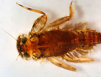 Mayfly Nymph - Stenonema femoratum Habitat: Woodland stream; found under a rock<br />
https://www.jungledragon.com/image/94435/mayfly_nymph_mugshot_-_order_ephemeroptera_-_stenonema_or_stenacron_sp.html<br />
https://www.jungledragon.com/image/94439/mayfly_nymph_ventral_-_order_ephemeroptera_-_stenonema_or_stenacron_sp.html<br />
https://www.jungledragon.com/image/94437/mayfly_nymph_-_order_ephemeroptera_-_stenonema_or_stenacron_sp.html Geotagged,Spring,Stenonema femoratum,United States